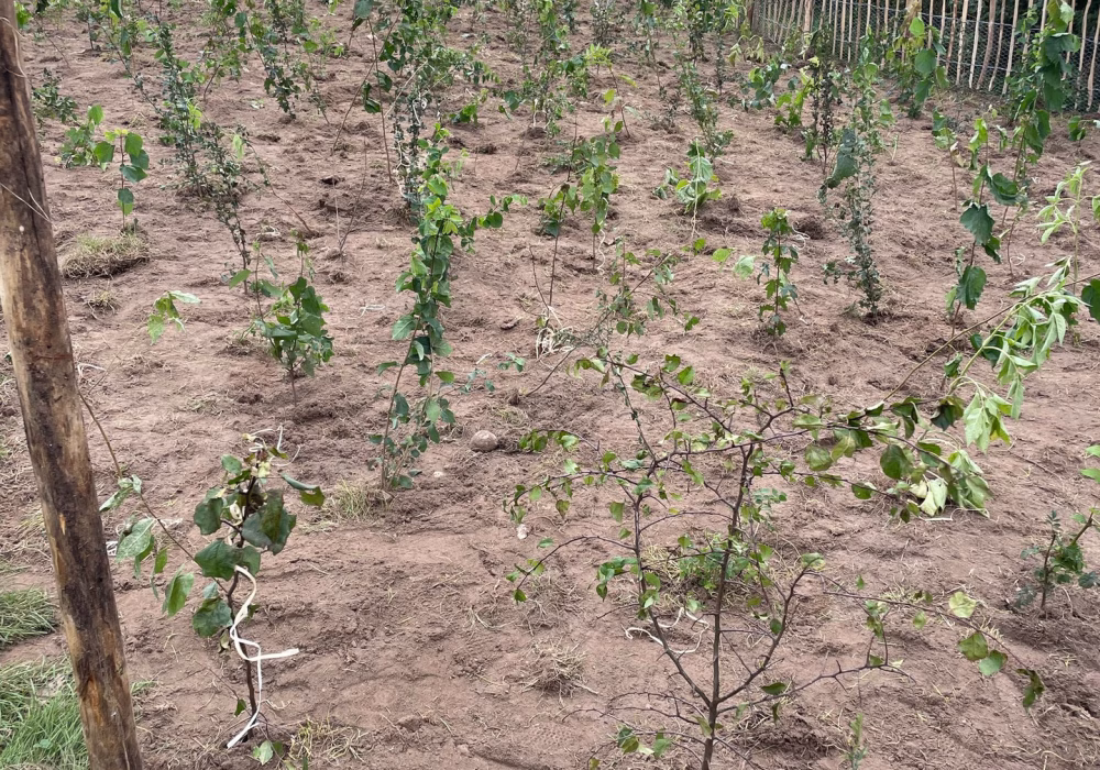 546911008_798637065847950_8365461630848812565_n