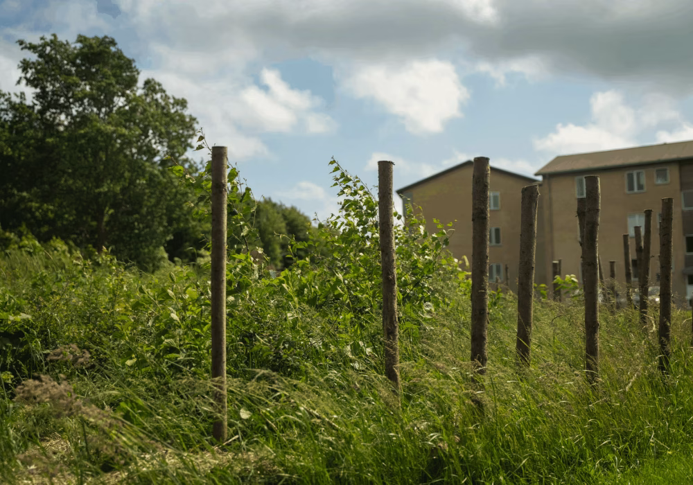 empty brushwood fence