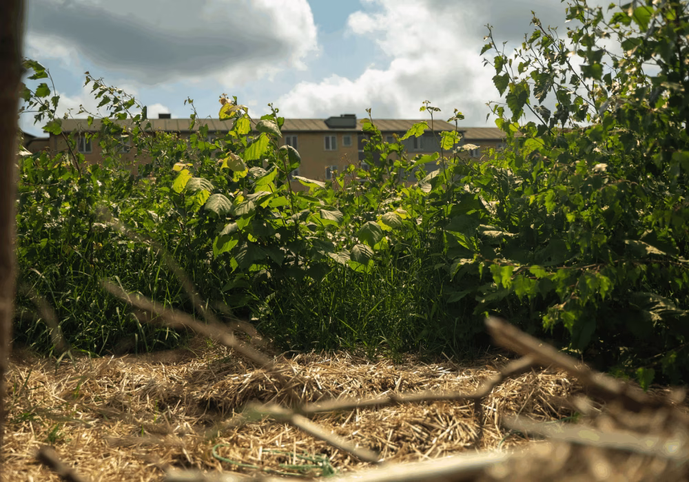 kløvermarkskolens lommeskov tæt på