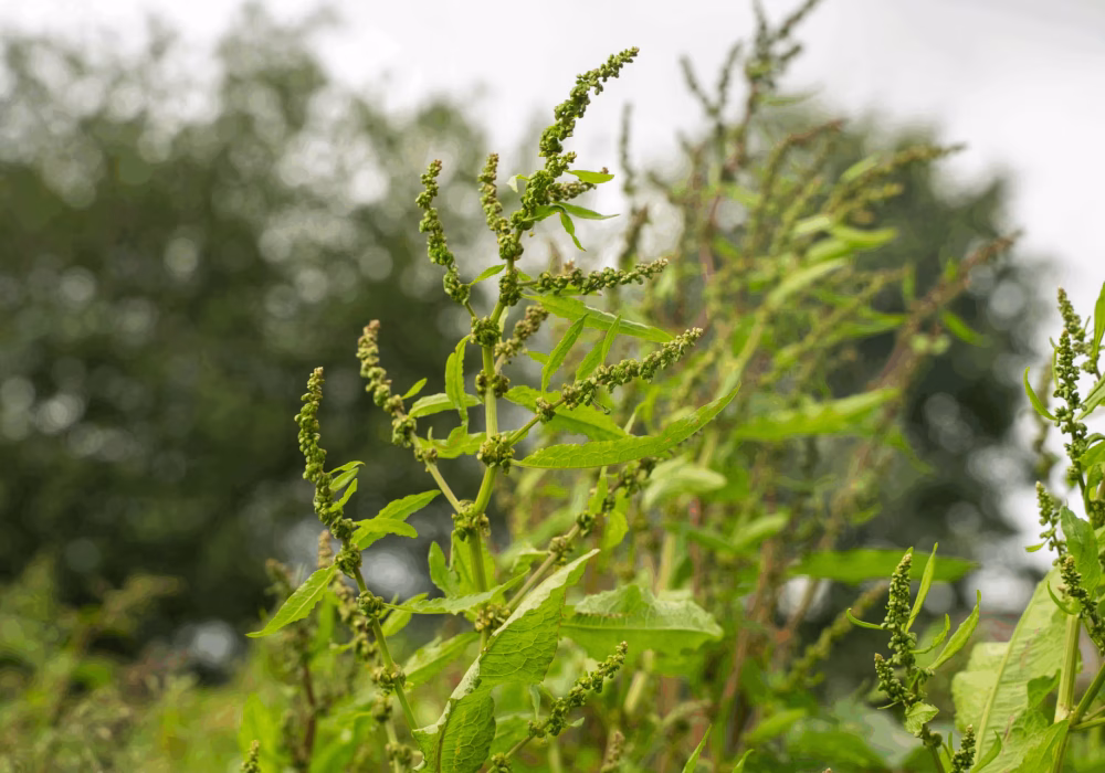 kløvermarkskolens lommeskov tæt på tegn på liv 2