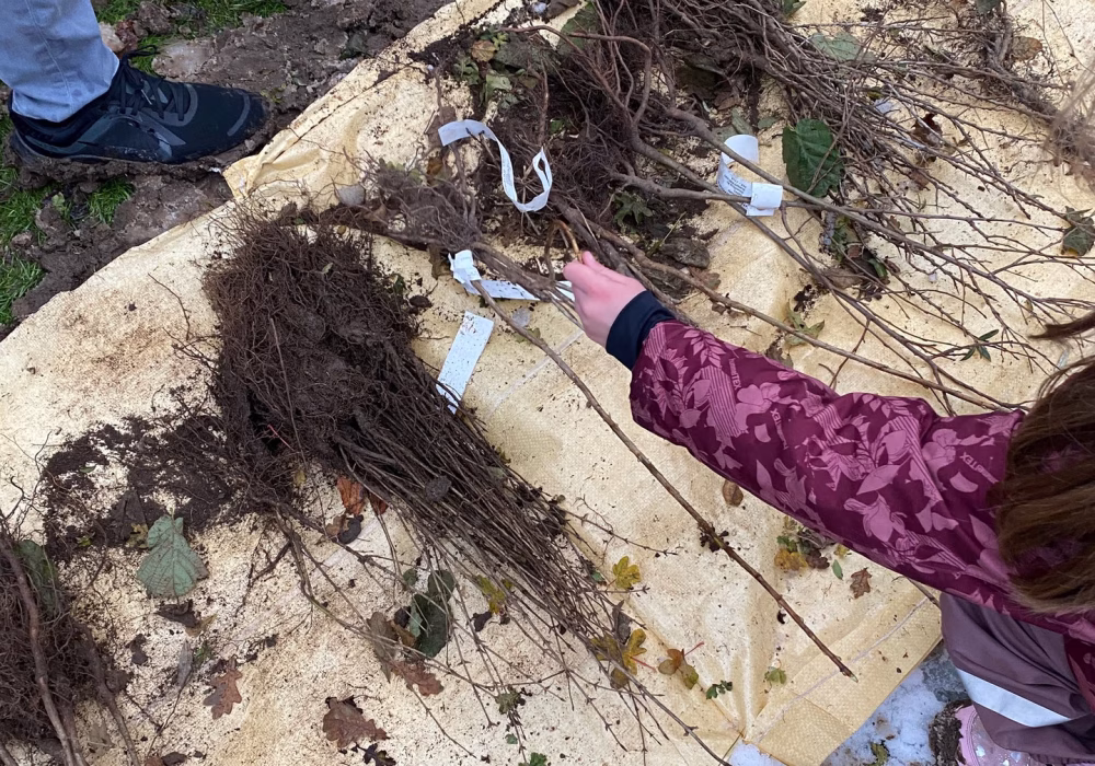 odense lommeskov planter