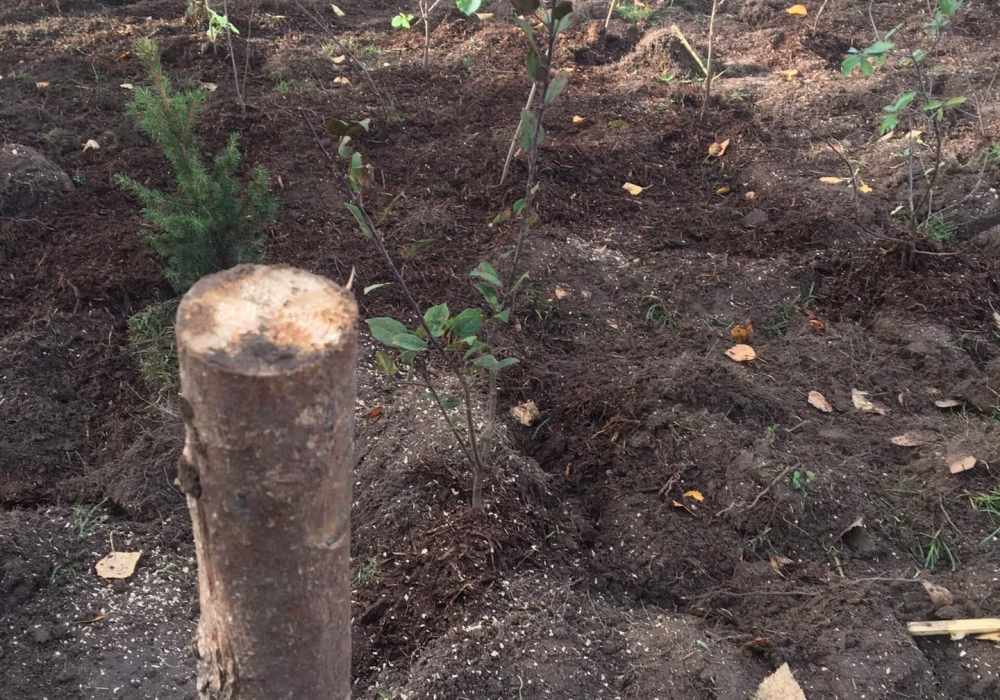 tinderhøj skoleskov 9